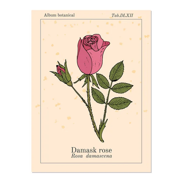 Rosa Damasco damascena, planta ornamental y medicinal — Vector de stock