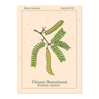 Honeylocust Gleditsia sinensis, şifalı bitki
