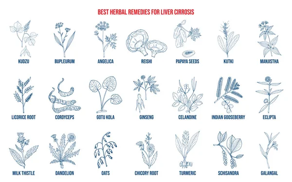 Melhores remédios à base de plantas para cirrose hepática — Vetor de Stock