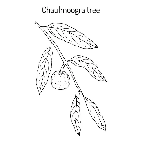 Chaulmoogra árvore Hydnocarpus anthelminticus, planta medicinal — Vetor de Stock