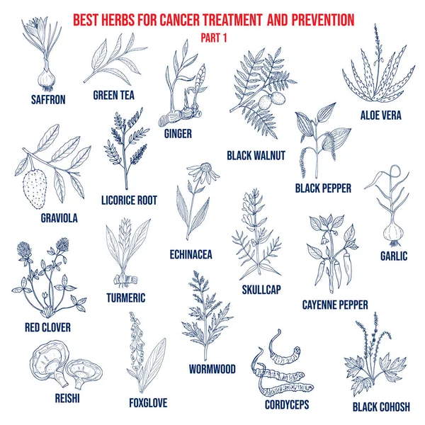 癌症治疗和预防的最佳草药第1部分. — 图库矢量图片