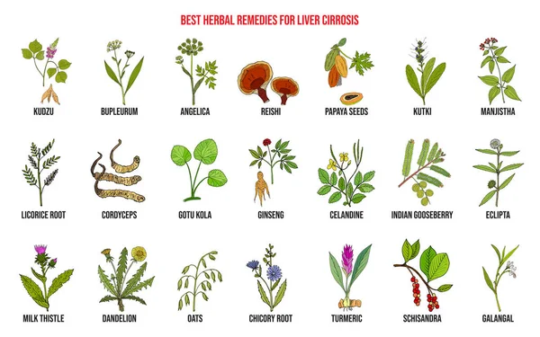 간 cirrosis에 대 한 최고의 약초 요법 — 스톡 벡터