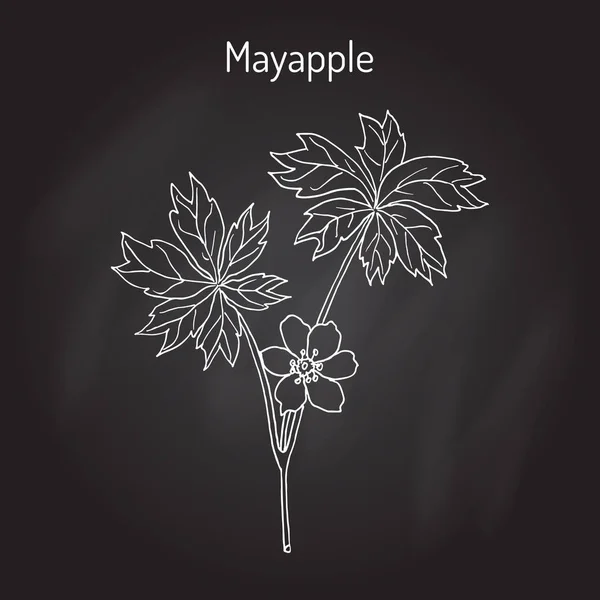 Mayapple Ilex purpurea, o mandrágora silvestre, limón molido, planta medicinal — Vector de stock