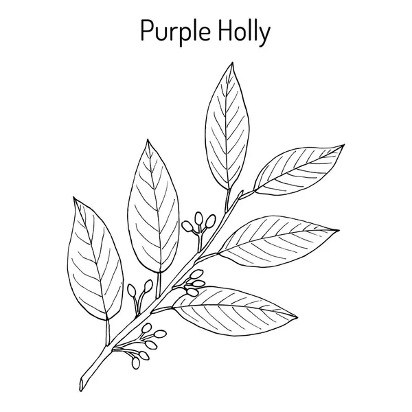 Paarse holly Ilex purpurea, medicinale plant — Stockvector