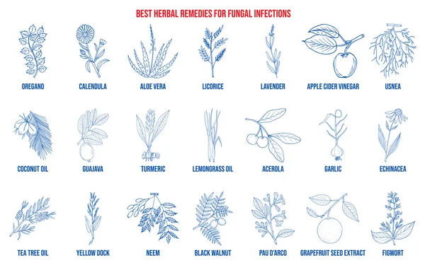 Los mejores remedios herbales para infecciones fúngicas — Vector de stock