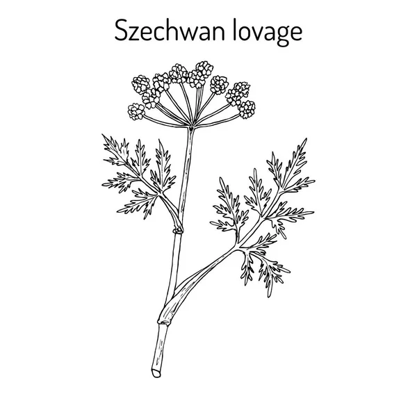 사천 lovage ligusticum wallichii, 약용 식물 — 스톡 벡터