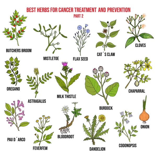 Best herbs for cancer treatment part 2 — Stock Vector