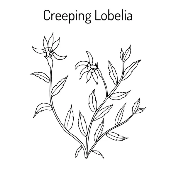 Lobelia chinensis, medicinale plant — Stockvector