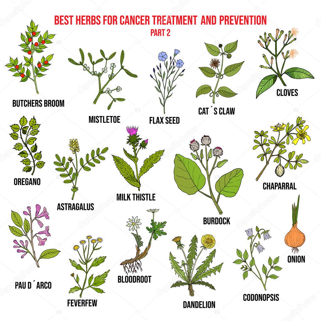 Best herbs for cancer treatment part 2