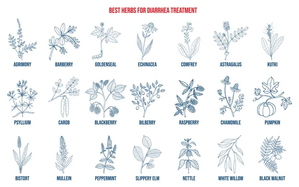 Las mejores hierbas medicinales para tratar la diarrea — Vector de stock