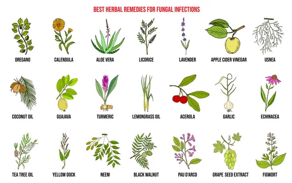 Los mejores remedios herbales para infecciones fúngicas — Vector de stock