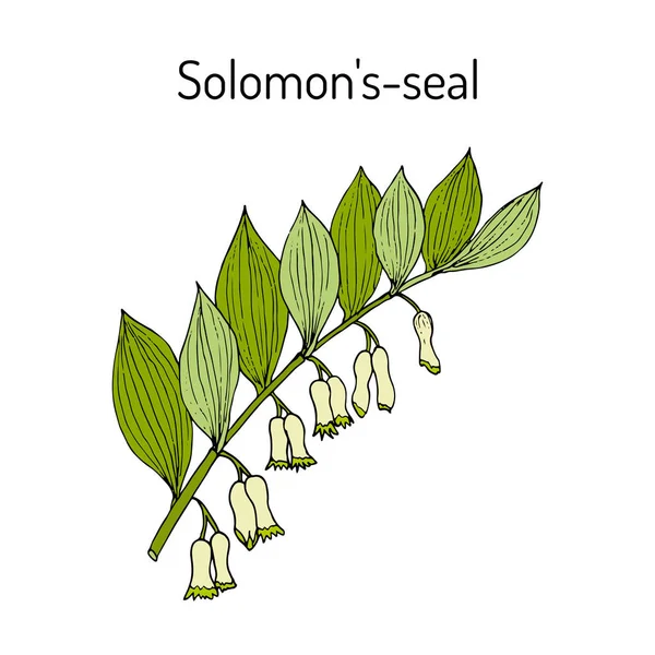 Sigillo di Salomone Polygonatum multiflorum, pianta medicinale — Vettoriale Stock