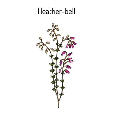 Heather-bell Erica cinerea, tıbbi, süs ve bal bitki