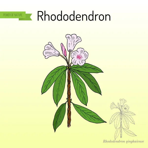 Rhododendron qinghaiense, planta medicinal — Vetor de Stock