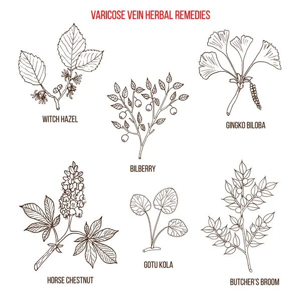 Варикозные вены травяные средства — стоковый вектор