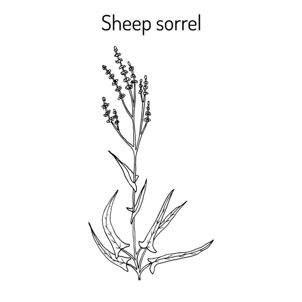 Acedera de oveja acetosella rumex, o hierba agria, planta medicinal — Vector de stock