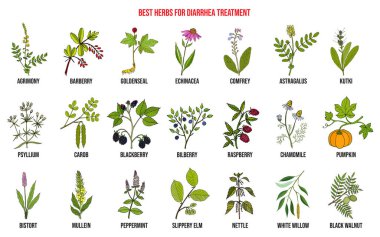 Best medicinal herbs to treat diarrhea clipart