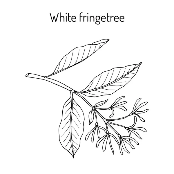 White Fringetree Chionanthus virginicus , medicinal plant. — Stock Vector