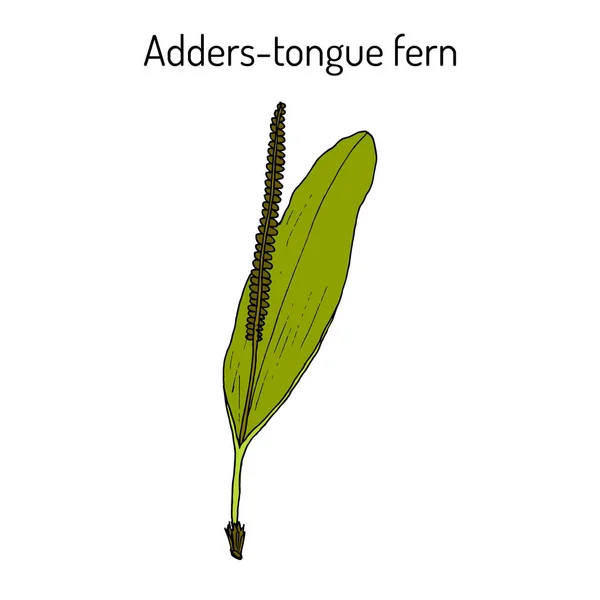 추가-혀 펀 ophioglossum vulgatum, 약용 식물. — 스톡 벡터