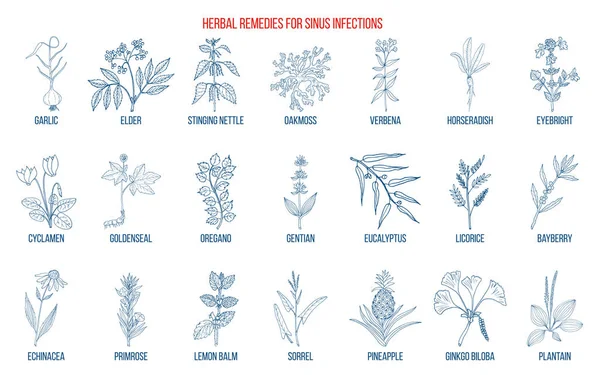 Las mejores hierbas medicinales para tratar la infección sinusal — Vector de stock