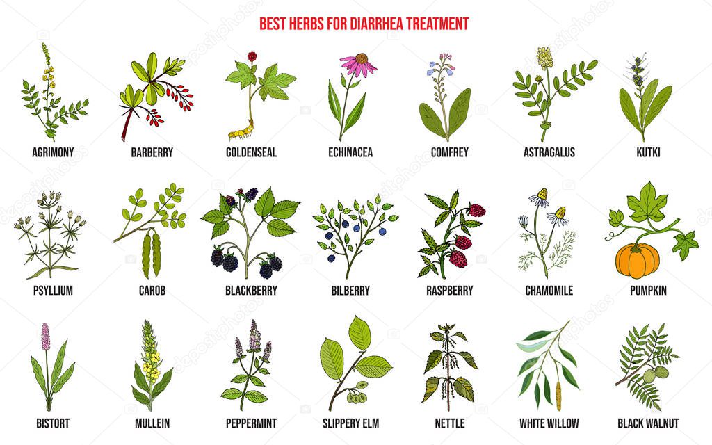 Best medicinal herbs to treat diarrhea