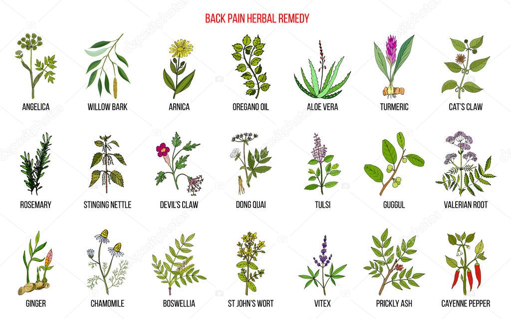 Back pain herbal remedy