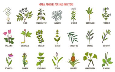 Best medicinal herbs to treat sinus infection clipart