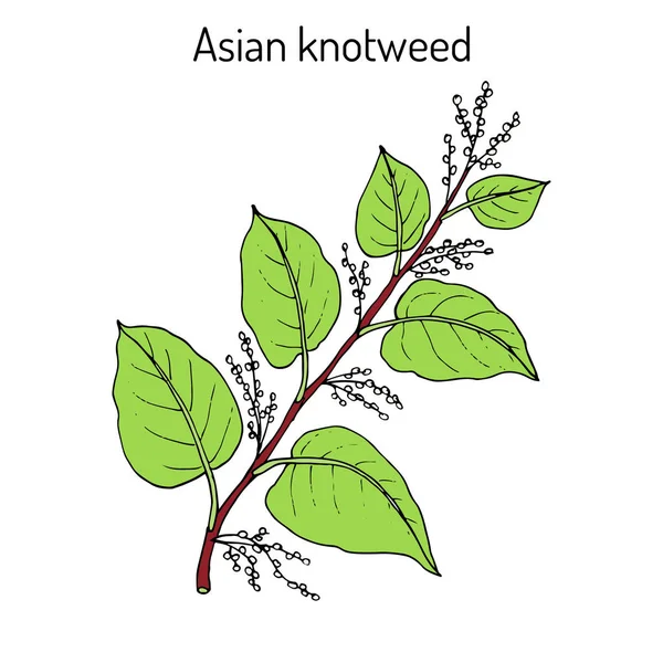 Asian,or Japanese knotweed Fallopia japonica , medicinal plant — Stock Vector