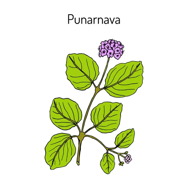 Punarnava Boerhavia Diffusa , medicinal plant. — Stock Vector