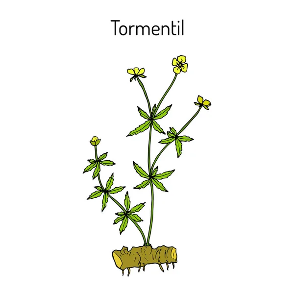 Tormentil Potentilla erecta, planta medicinal — Vector de stock