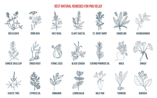 Herbal Remedies for PMS Vector Graphics