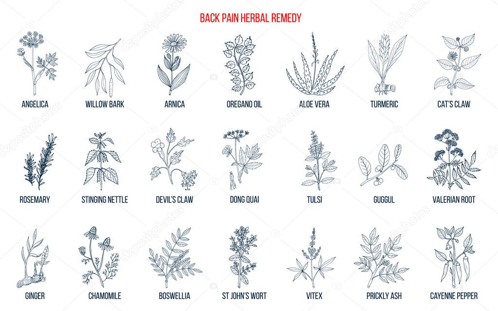 Back pain herbal remedy