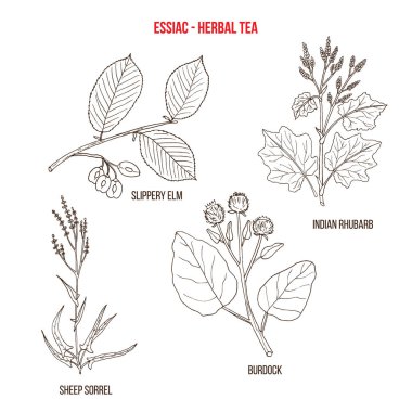 Bitkisel çay Essiac kanseri için alternatif tedavi