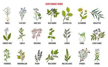Best medicinal expectorant herbs clipart