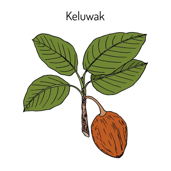 Keluwak Pangium είναι ένα φαγώσιμο φυτών. — Διανυσματικό Αρχείο
