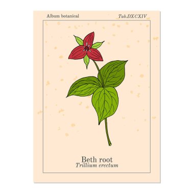 Beth kök Trillium erectum veya wake-robin, şifalı bitki