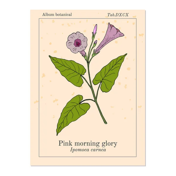 Gloria rosada de la mañana Ipomoea carnea, planta medicinal — Vector de stock