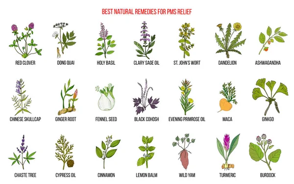Herbal Remedies for PMS premenstrual syndrome Stock Illustration