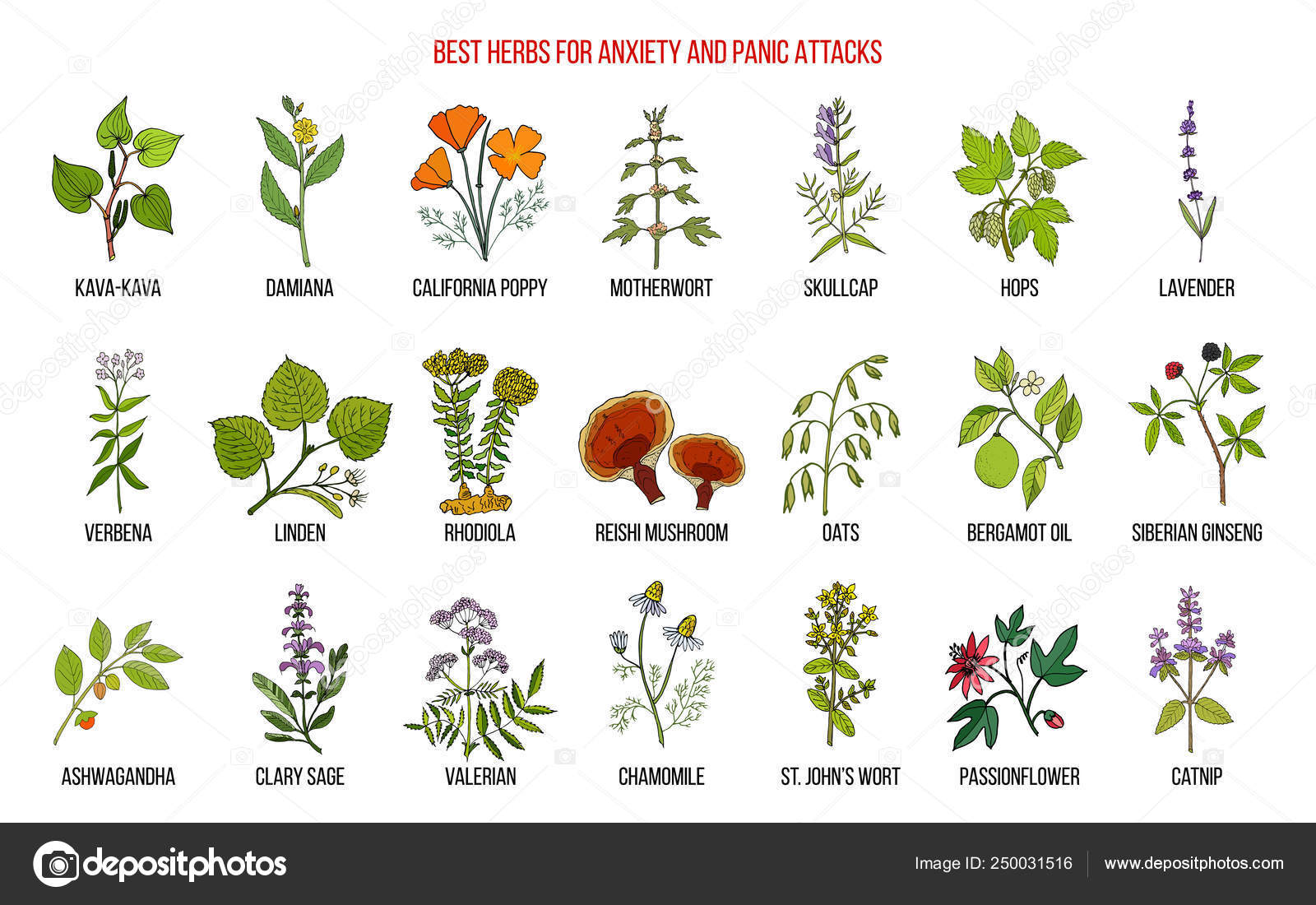 Best herbs for anxiety and panic attacks Stock Vector Image by