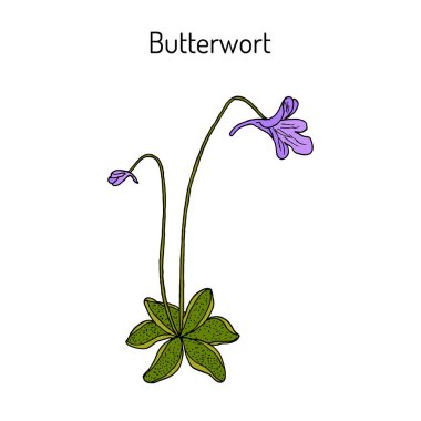 Butterwort pinguicula vulgaris , medicinal plant. clipart