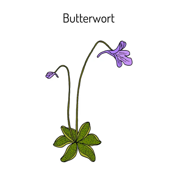 Butterwort pinguicula vulgaris, 약용 식물. — 스톡 벡터