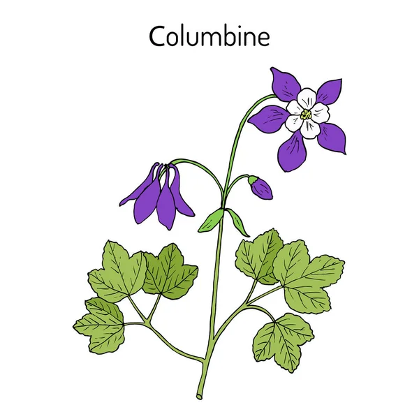 Columbine aquilegia vulgaris, planta medicinal — Vector de stock