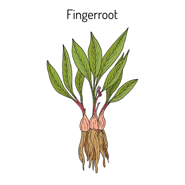 Fingerroot, jedlé a léčivé rostliny. — Stockový vektor