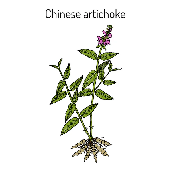 Chinese artichoke stachys sieboldii , eatable and medicinal plant — Stock Vector