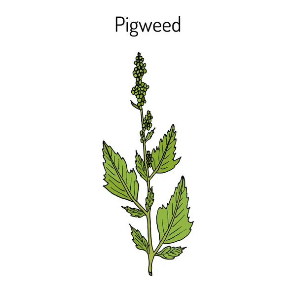 Pigweed chenopodium album , medicinal plant — Stock Vector