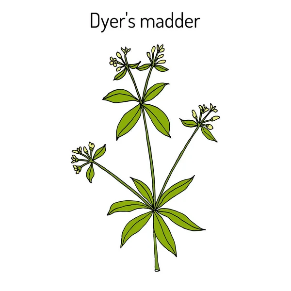 Dyer s madder rubia tinctorum, planta medicinal — Vector de stock