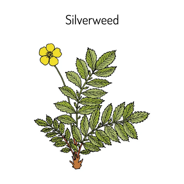 Common silverweed or silver cinquefoil argentina anserina — Stock Vector