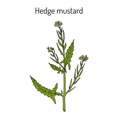 Çit hardalı Sisymbrium officinale, tıbbi bitki