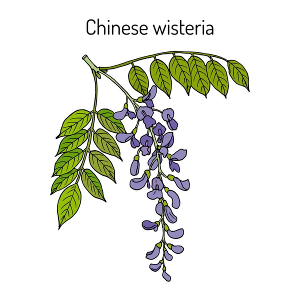 Китайская вистерия Wisteria sinensis, декоративное и лекарственное растение — стоковый вектор