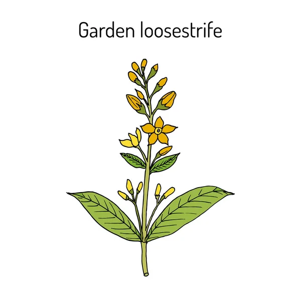 Amarillo o jardín loosestrife Lysimachia vulgaris, planta medicinal — Vector de stock